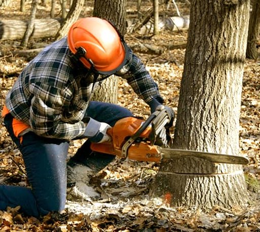 Tree Removal in Peru, NE